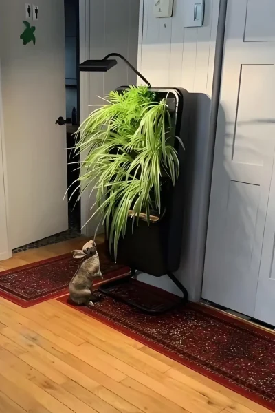 Rabbit standing on rug, reaching for a plant.